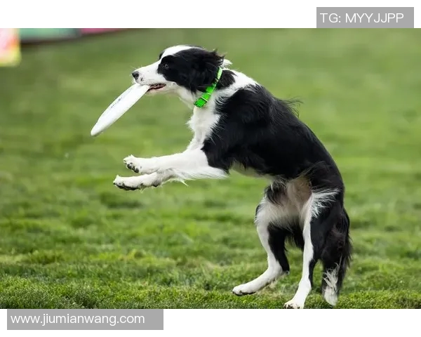 上海飞盘队在极限运动世界杯积分榜上以51分领跑展现出强劲实力